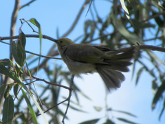Ptilotula penicillata
