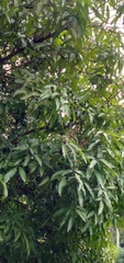 Mangifera indica