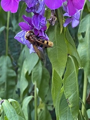 Volucella zonaria