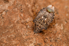 Podisus