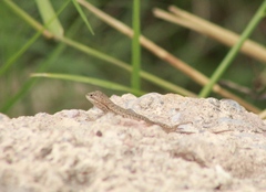 Sceloporus edbelli