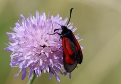 Zygaena