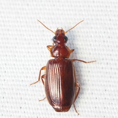 Carabidae
