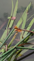 Brachythemis contaminata