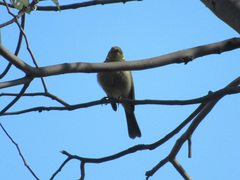 Ptilotula penicillata