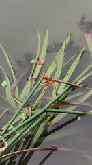 Brachythemis contaminata