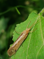 Limnephilus