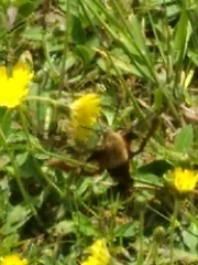 Hemaris