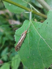 Limnephilus