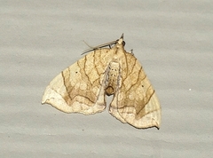 Eulithis diversilineata