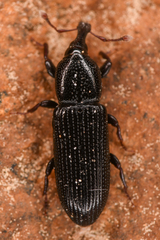Cossonus
