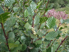 Alnus alnobetula