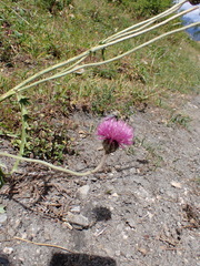 Carduus defloratus