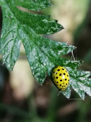 Psyllobora vigintiduopunctata