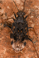 Saldidae