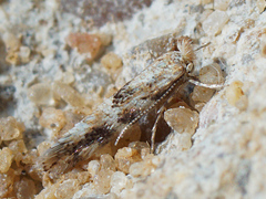 Phyllonorycter agilella