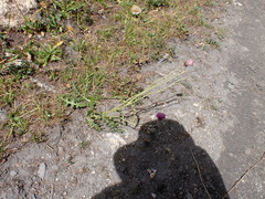 Carduus defloratus