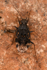 Saldidae
