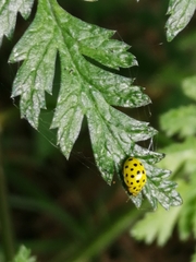 Psyllobora vigintiduopunctata