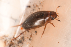 Dytiscidae