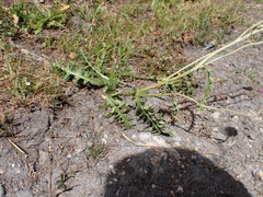 Carduus defloratus