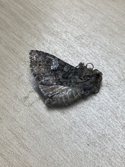 Mamestra brassicae