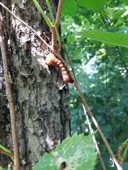 Eumorpha pandorus