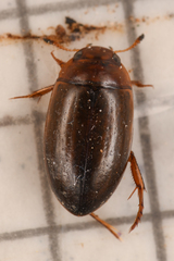 Dytiscidae