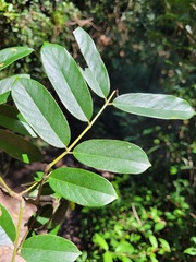 Millettia pachycarpa