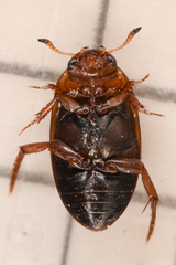 Dytiscidae