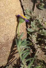 Felicia bergeriana