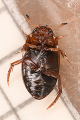 Dytiscidae
