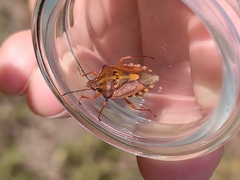 Carpocoris