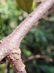 Millettia pachycarpa