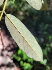 Millettia pachycarpa