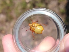 Carpocoris