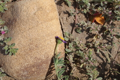Felicia bergeriana