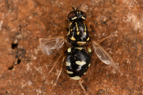 Oxycera centralis
