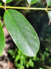 Millettia pachycarpa