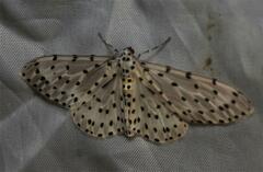 Percnia