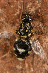 Stratiomyinae