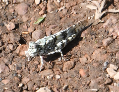 Trimerotropis saxatilis