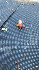 Dysdera crocata