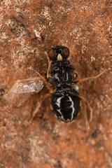 Stratiomyinae