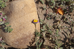 Felicia bergeriana