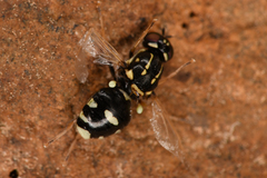 Stratiomyinae