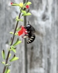 Xylocopa tabaniformis parkinsoniae