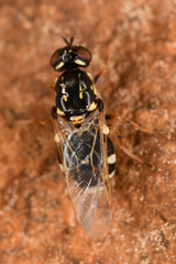 Stratiomyinae