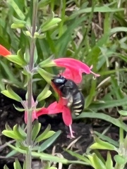 Xylocopa tabaniformis parkinsoniae