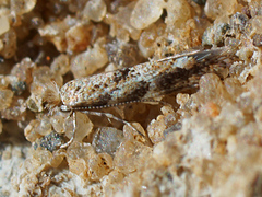 Phyllonorycter agilella
